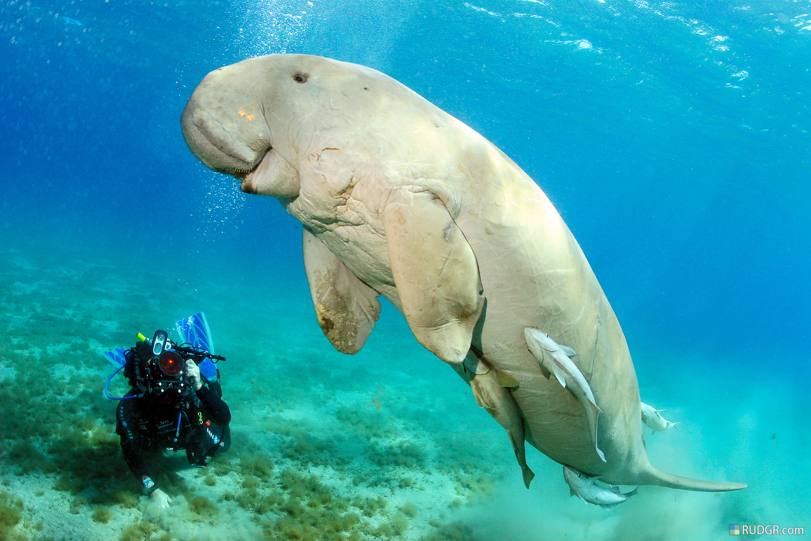 Dugong 06