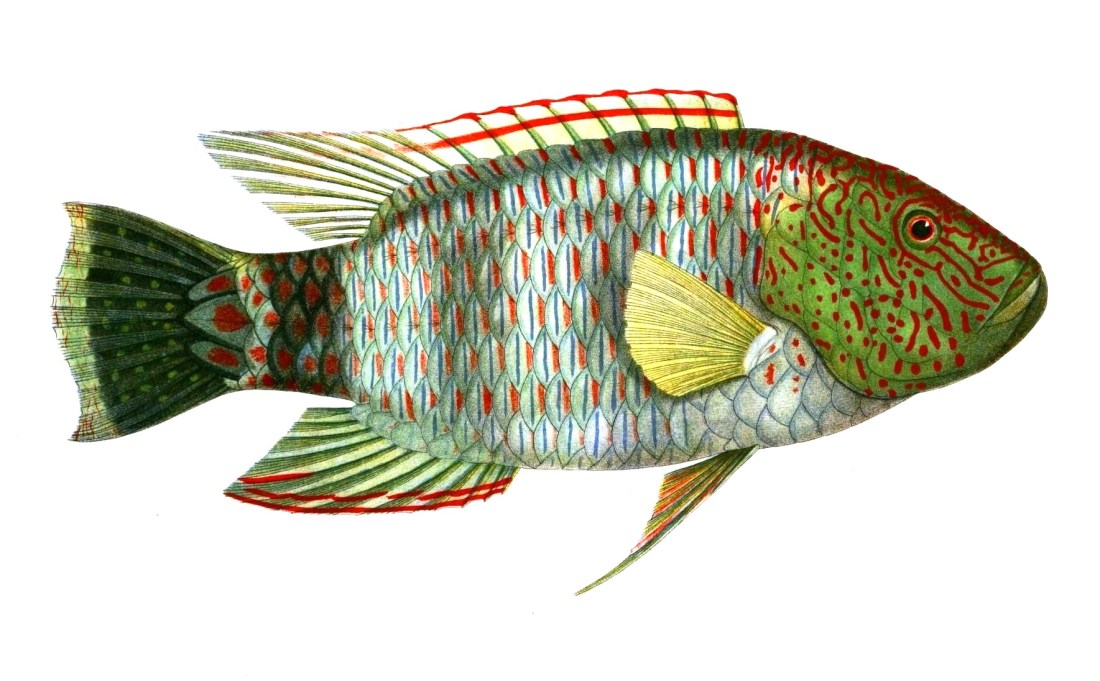 Animal-Fish-Red-squiggles