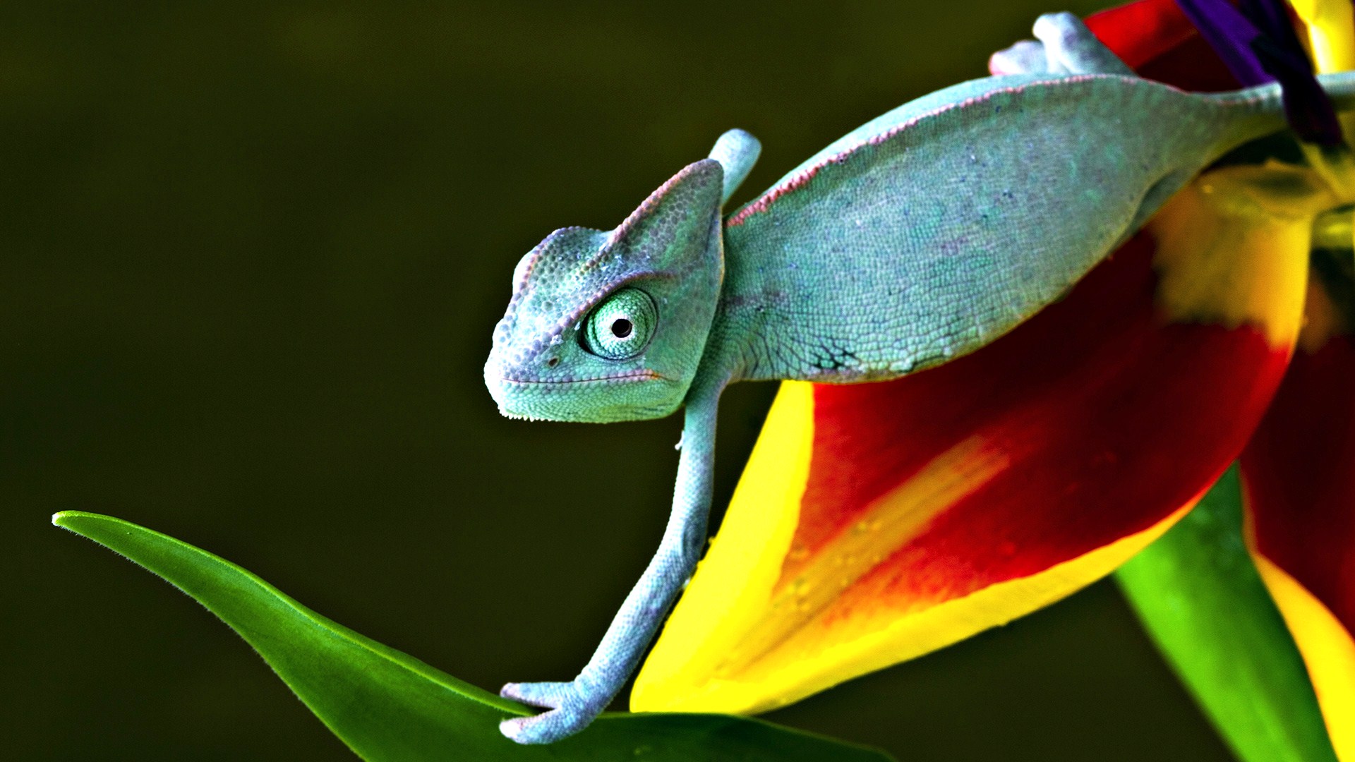 image_530209110056456714016