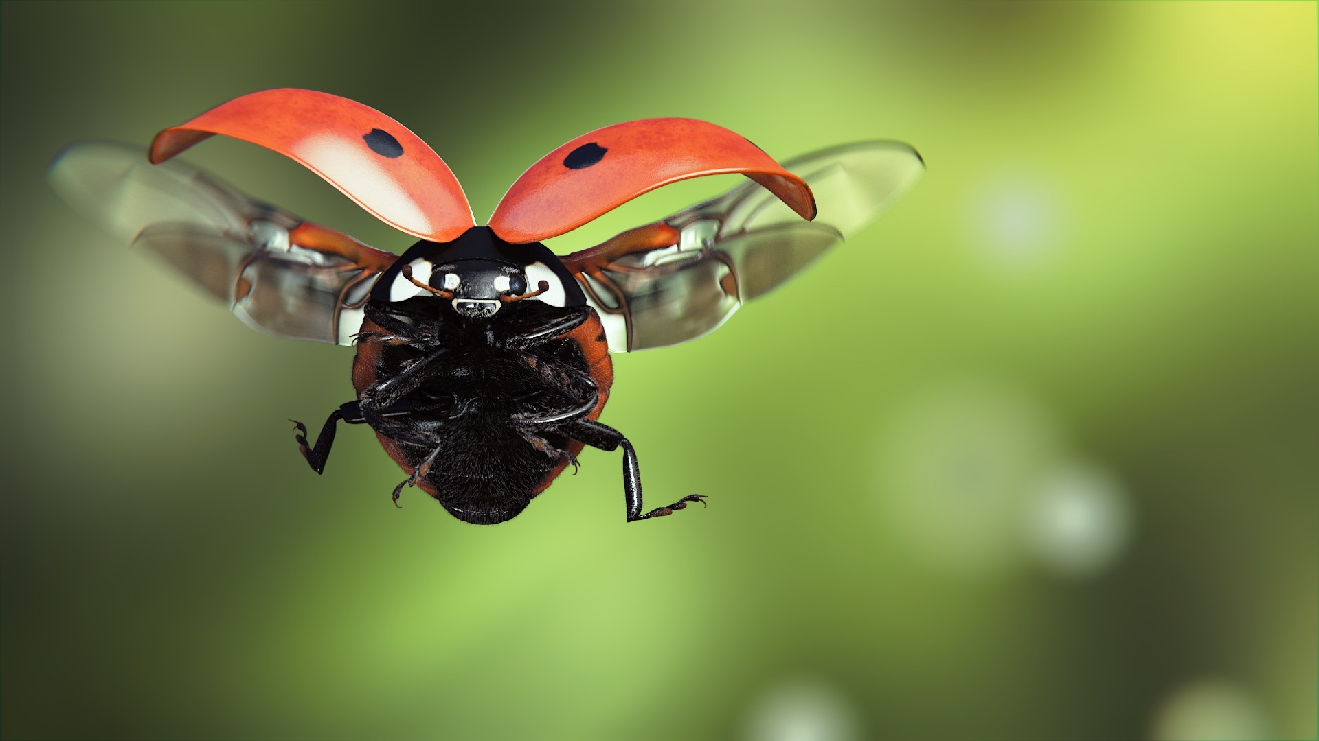 Ladybug-flight-wings-insect-macro-photography_1920x1080