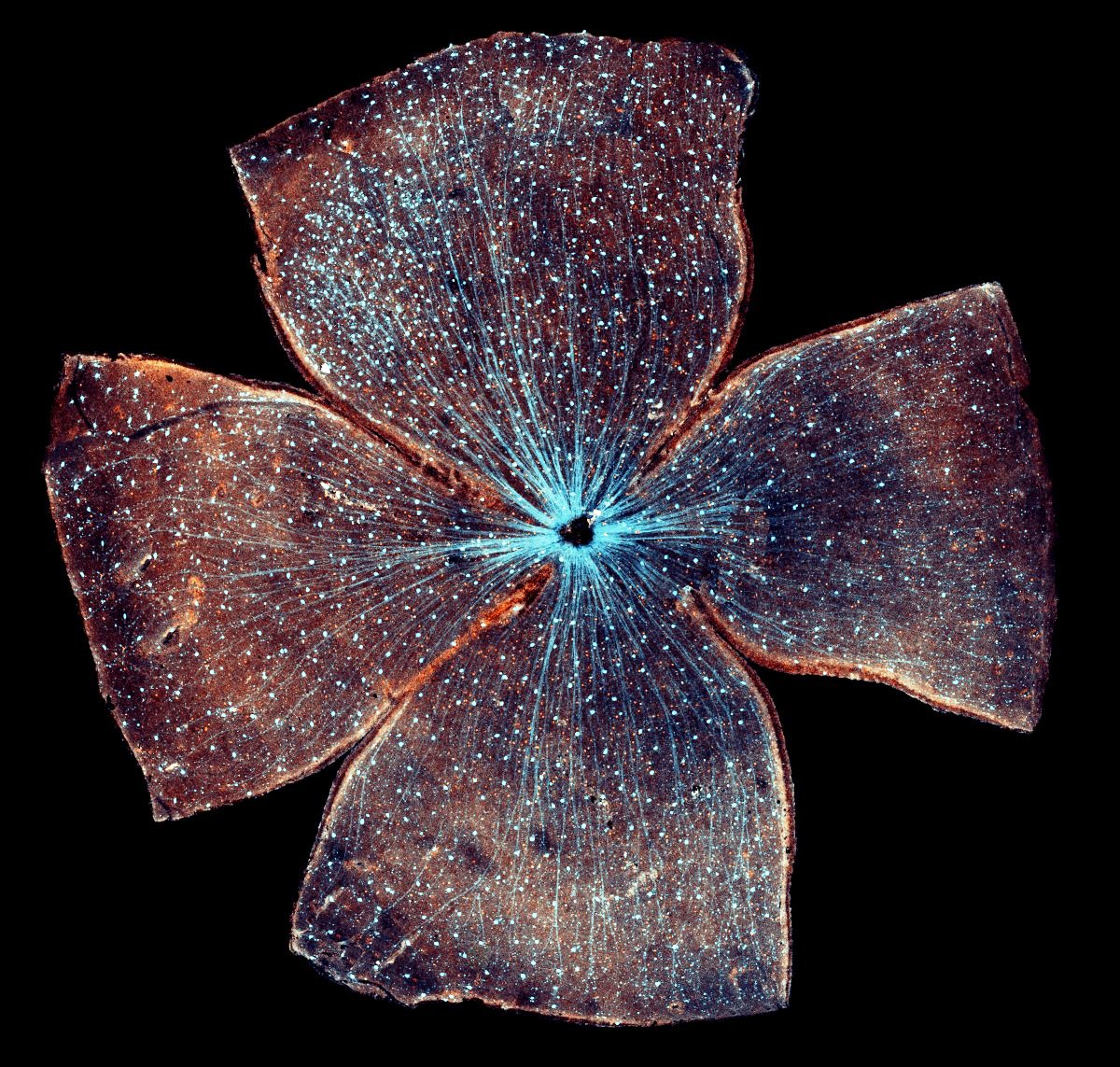 mouse-retina-laid-flat