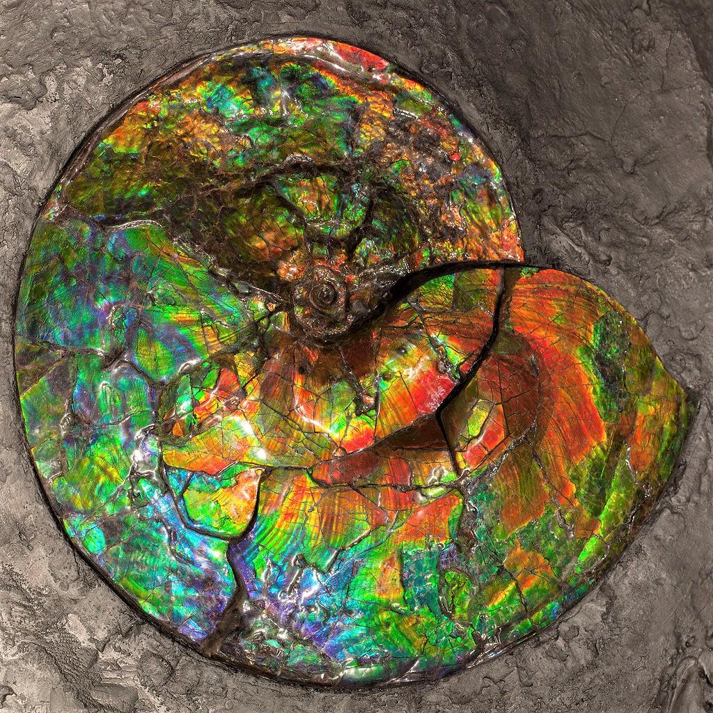 Ammonite Nacre Squared