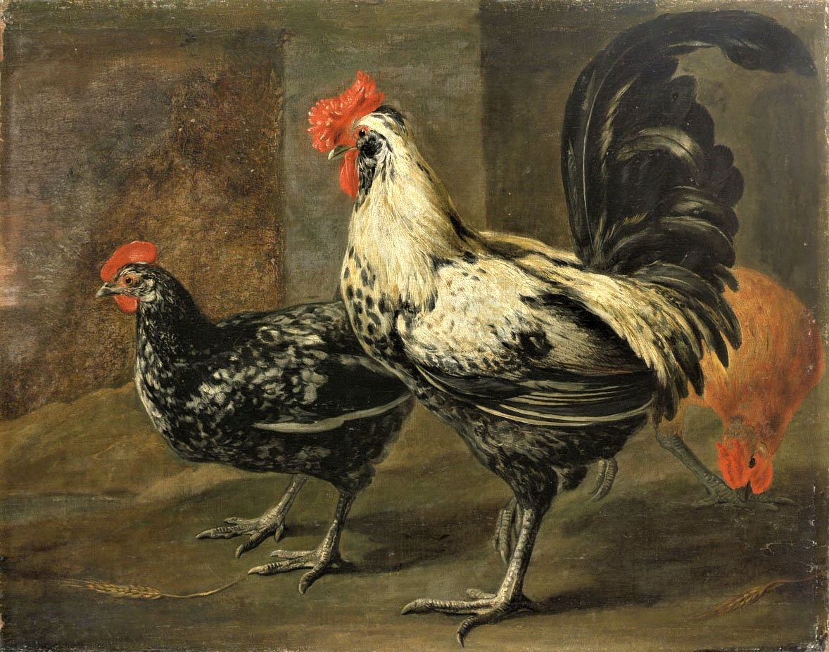 Cockerel and Hens